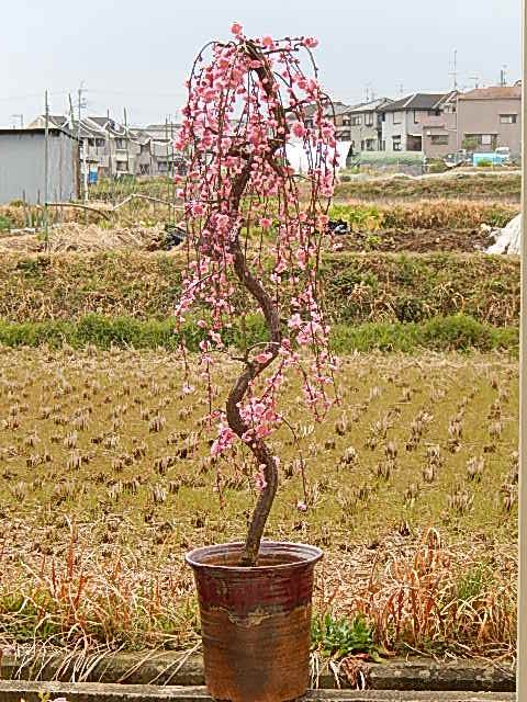 しだれ梅【しだれ梅】鉢植え信楽焼 特大しだれ梅現品1点ものとなります。 ピンク 八重しだれ梅|園芸百貨店何でも揃うこぼんさい