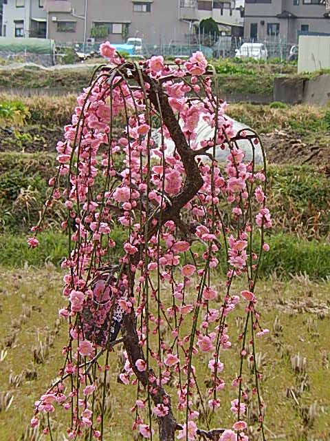 楽天市場 21年3月開花苗枝垂れ梅苗 特大 しだれ梅 大 枝垂れ梅 シダレ梅 庭木 花芽が 300芽以上あります 開花は ピンク 八重しだれ梅 園芸百貨店何でも揃うこぼんさい