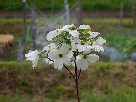 楽天市場 植樹にハナミズキ苗木21年4月 5月開花ハナミズキクラウドナイン記念の植樹に白い花水木シンボルツリー ハナミズキ 苗木 ハナミズキ白花 クラウドナインハナミズキ 植木 園芸百貨店何でも揃うこぼんさい