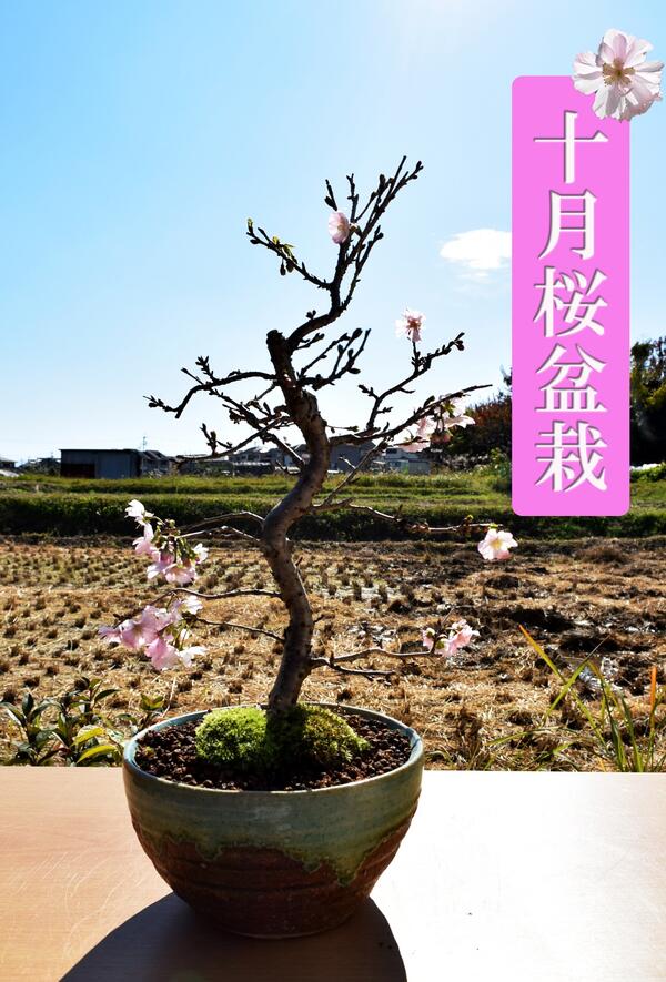 楽天市場 十月桜盆栽一年に二度桜を楽しめる十月桜盆栽年11月開花中 さくら盆栽 園芸百貨店何でも揃うこぼんさい