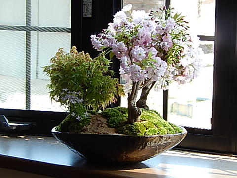 お祝いサクラ自宅でお花見を楽しもうお祝い桜寄せ植え盆栽ギフト桜