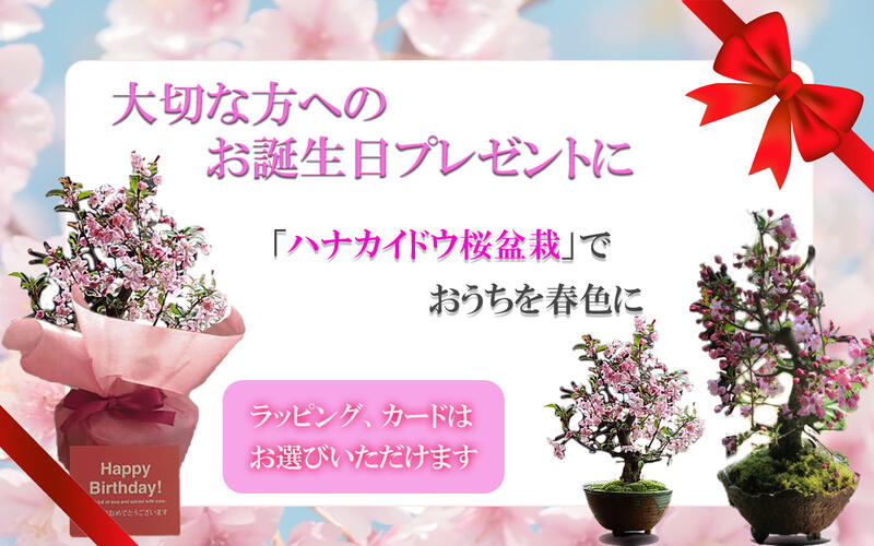 母の日ギフトお祝いギフト盆栽21年 月頃開花ハナカイドウ桜桜盆栽スイシカイドウさくら盆栽花海棠桜ハナカイドウ盆栽春にお花見ができます鉢花 Solga Sowa Pl