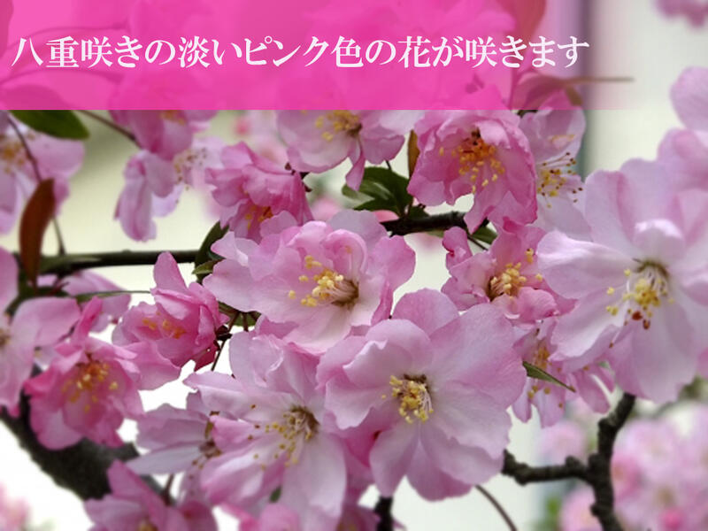 母者人の日付け御土産お喜び事ギフト盆栽21老齢 玉兎潮どき開最盛期ハナカイドウ退紅桜盆栽スイシカイドウさくら盆栽花海棠桜ハナカイドウ盆栽スプリングにお花見ができます鉢花 Digitalland Com Br