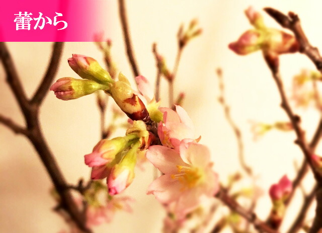 楽天市場 新春啓翁桜切り花 奈良吉野啓翁桜 お届けは21年12月23日より 送料無料 桜 啓翁桜 けいおうさくら 桜の花束 ギフトミニ花束 園芸百貨店何でも揃うこぼんさい