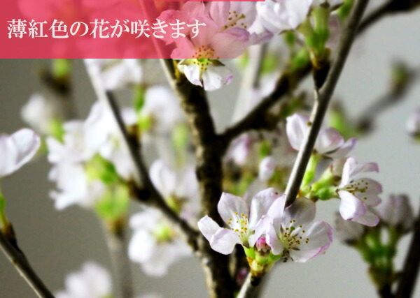 楽天市場 新春啓翁桜切り花 奈良吉野啓翁桜 お届けは21年12月23日より 送料無料 桜 啓翁桜 けいおうさくら 桜の花束 ギフトミニ花束 園芸百貨店何でも揃うこぼんさい