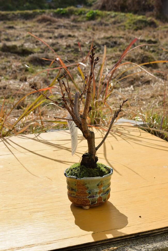 育てる楽しみ桜盆栽 父の日ギフト サクラていえば染井吉野自宅でお花見さくら染井吉野桜盆栽4月頃開花の染井吉野桜です 信楽鉢 ソメイヨシノ桜 日本の名花 染井吉野桜 珍しい染井吉野桜です Napierprison Com