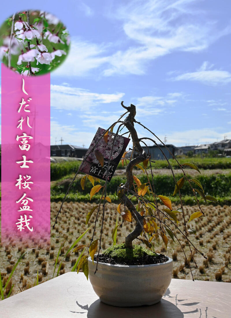 お盆セール　美品　らでんしだれ桜　文庫 小品十月桜｜盆栽妙 – 盆栽妙 本店