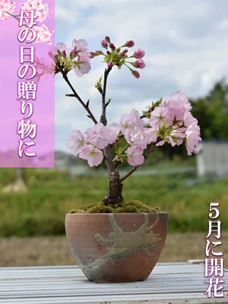 売り出し プレゼントお花見を楽しむ盆栽鉢植え花誕生日プレゼント信楽焼鉢入り2022年4月頃に開花 自宅でお花見 花・観葉植物