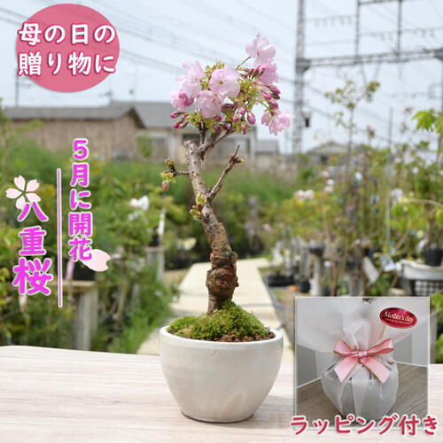 楽天市場】河津桜盆栽河津さくら信楽鉢入り桜盆栽 河津桜は