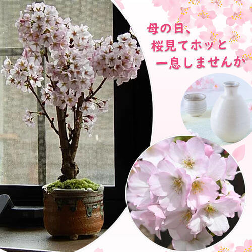 美に呪われた天才芸術家 御桜 稟 もかちょこ 萌花ちょこ 直筆 サイン 美に呪われた天才芸術家 御桜 稟 もかちょこ 萌花ちょこ 直筆
