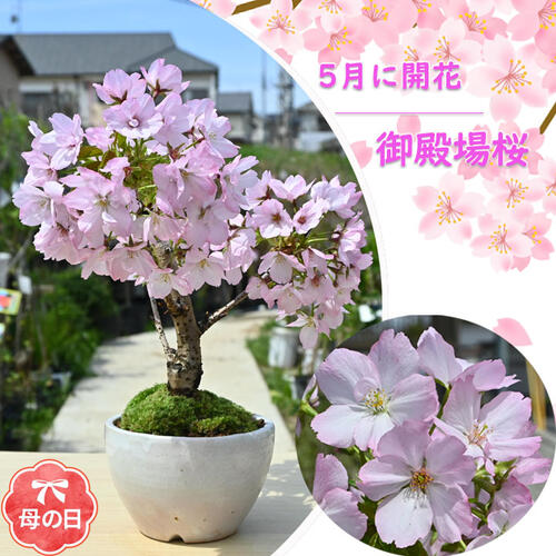 お買い物マラソン期間ポイント2倍盆栽 桜 ミニ盆栽 お誕生日プレゼントは笑顔の花が咲くさくらのお花見4月に 自宅でお花見を楽しむさくら 2026年4月中頃開花 自宅でお花見を楽しめる御殿場さくら盆栽 桜盆栽 御殿場桜盆栽 一重咲き 母の日の贈り物に