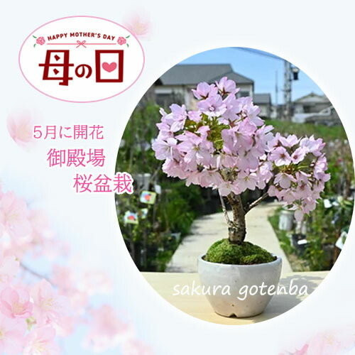 桜庭 桜華様　お見積もりページ 桜庭 桜華様 お見積もりページ （元住吉での美しい桜と渋川の風景）