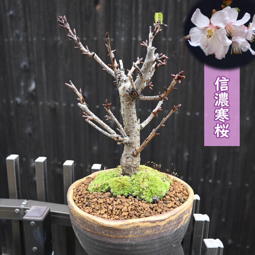 楽天市場】早咲き桜 信濃桜2026年3月頃開花 信濃寒桜 盆栽 桜盆栽