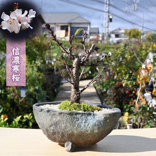 楽天市場】信濃寒桜 盆栽 桜盆栽 さくら盆栽 シナノカンザクラ : 園芸
