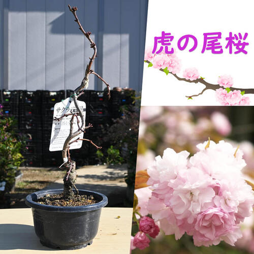 2026年4月開花 虎の尾桜 プラ鉢入り 苗木 八重紅虎の尾 サトザクラ系 トラノオ