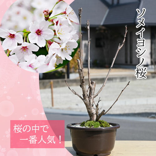 楽天市場】2025年春は自宅でお花見を楽しもう染井吉野桜盆栽染井