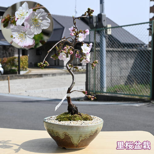 楽天市場】ほのかに香りがする桜2026年4月中旬開花 万里香 桜 プラ鉢