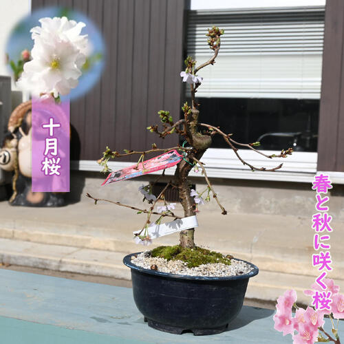 冬に咲く桜 十月桜 プラ鉢入り 一年に二度桜を楽しめる 十月桜 桜盆栽 さくら盆栽 二季咲き 10月桜