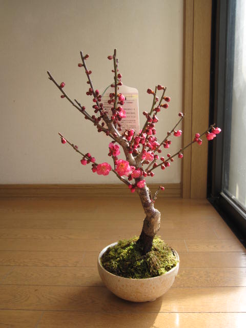 楽天市場】梅紅梅盆栽梅 盆栽梅2024年2月頃開花します お祝い梅盆栽