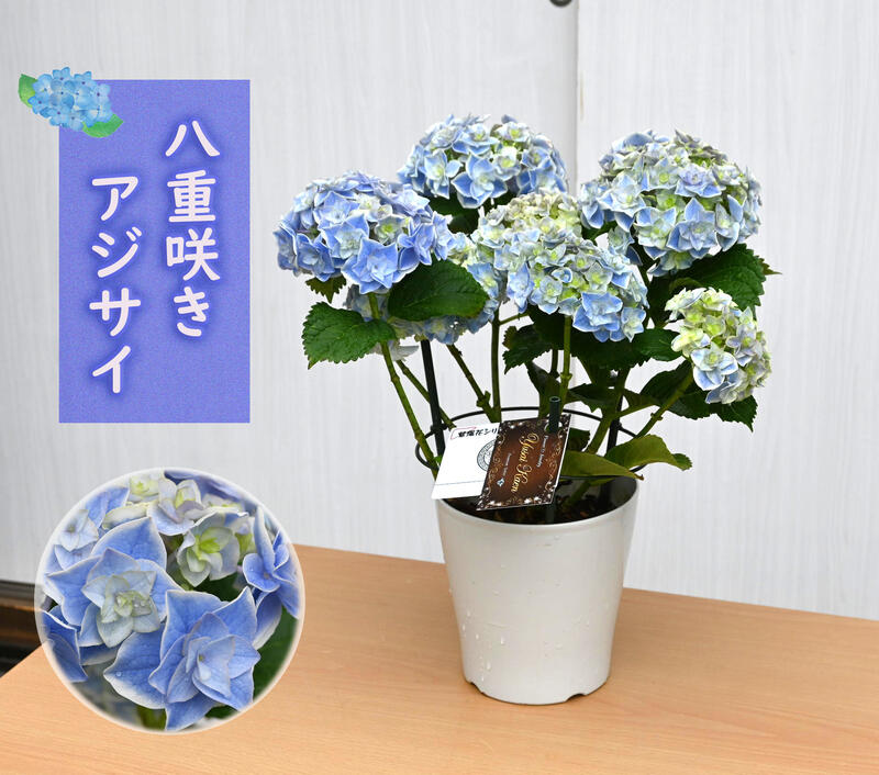 最も信頼 八重咲きアジサイ ブルースター ブルー 紫陽花 鉢花 あじさい 開花株アジサイ 紫陽花 あじさい ブルー 5号鉢 22年入荷株 華麗 Css Edu Om