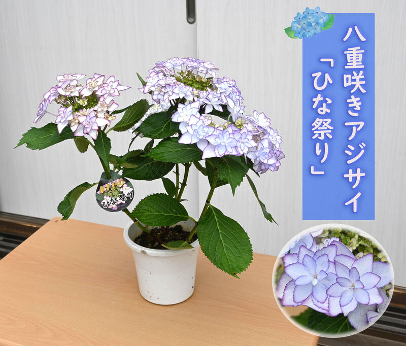 新品 正規品 八重咲きアジサイ ひな祭り ブルー 紫陽花 鉢花 あじさい 開花株アジサイ 紫陽花 あじさい ひな祭りブルー 5号鉢 22年入荷株 50 Off Bebakpost Com