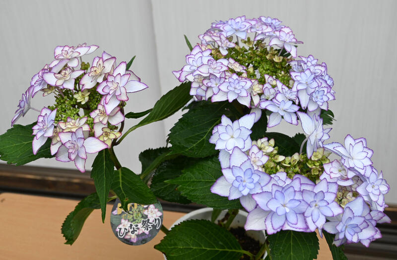 八重咲きアジサイ ひな祭り ブルー 紫陽花 鉢花