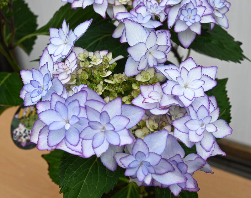 八重咲きアジサイ ひな祭り ブルー 紫陽花 鉢花