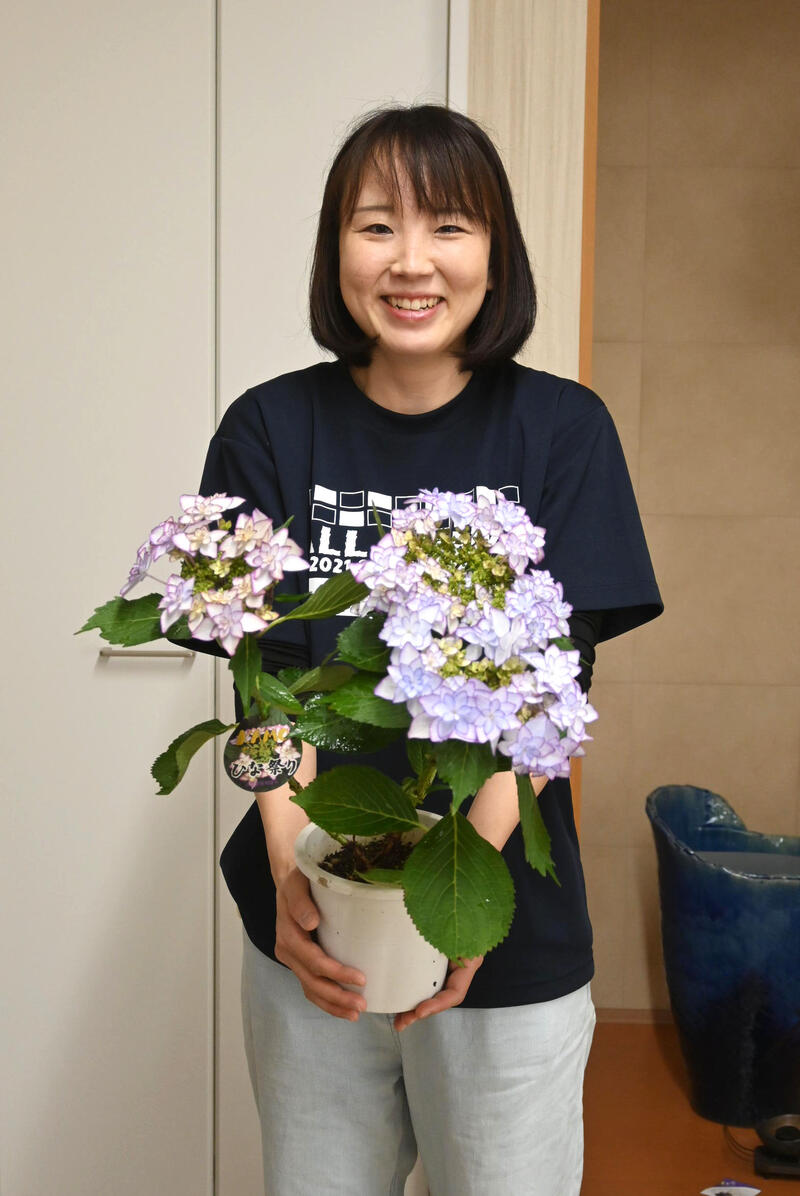 八重咲きアジサイ ひな祭り ブルー 紫陽花 鉢花