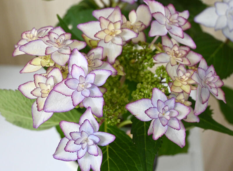 八重咲きアジサイ ひな祭り ブルー 紫陽花 鉢花