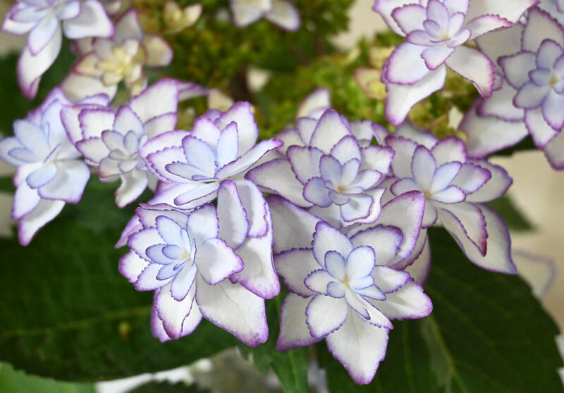 八重咲きアジサイ ひな祭り ブルー 紫陽花 鉢花