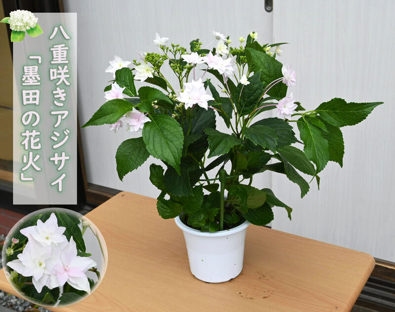 輝い 八重咲きアジサイ 墨田の花火 白色 紫陽花 鉢花 あじさい 開花株アジサイ 紫陽花 あじさい ホワイト 隅田の花火 5号鉢 22年入荷株 Saishin Kaigai Bebakpost Com