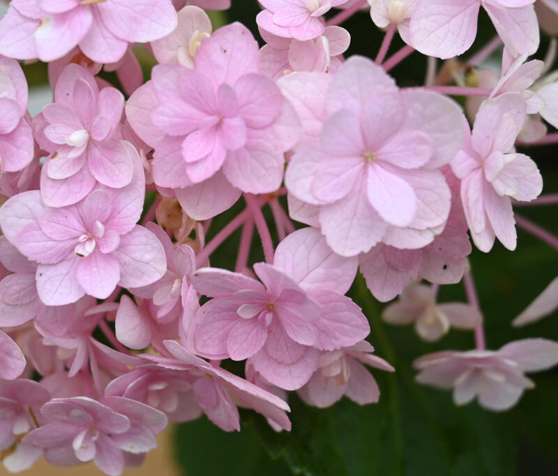 74 以上節約 てまりてまりアジサイ剪定後のお届け 紫陽花 肥料付き 育てる紫陽花 テマリテマリ ピンク 剪定した状態でのお届けになります 八重咲き てまりてまり あじさい Whitesforracialequity Org