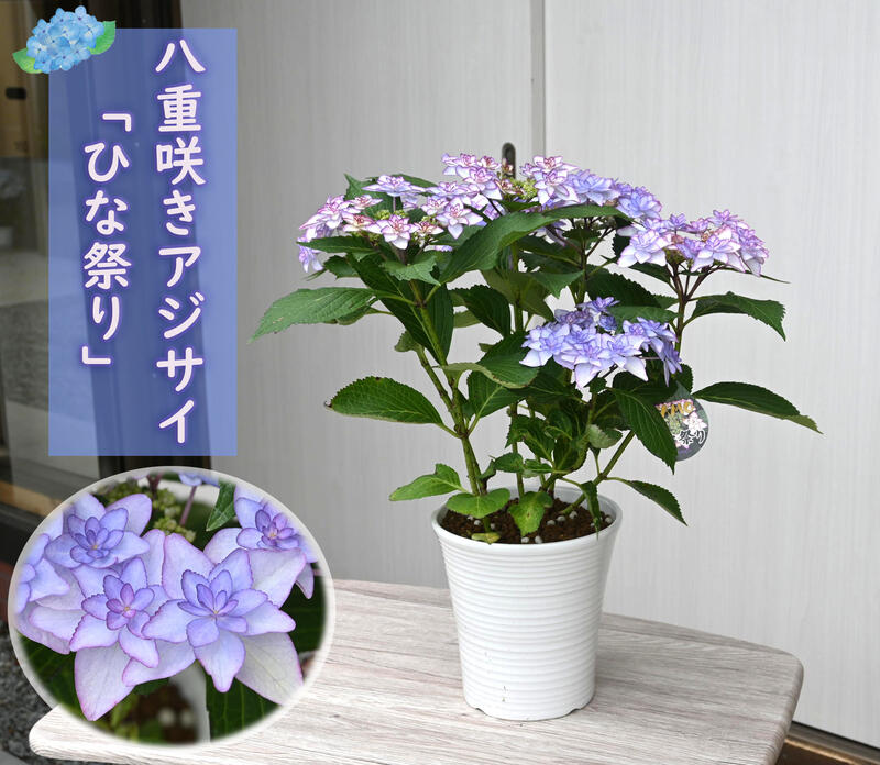 激安通販の 22年開花終了剪定後花鉢植えアジサイ八重咲きアジサイ ひな祭り ブルー 紫陽花 鉢花 あじさい 開花株アジサイ ひな祭りブルー Qdtek Vn