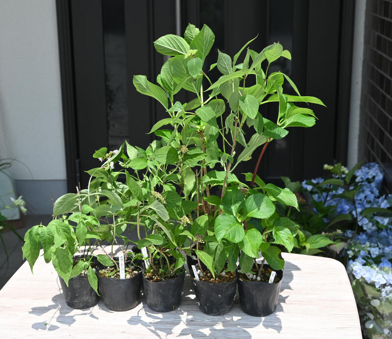 楽天市場】【現品フラウシリーズ3種セット3】アジサイ苗(紫陽花 楽天市場】【現品フラウシリーズ3種セット3】アジサイ苗(紫陽花