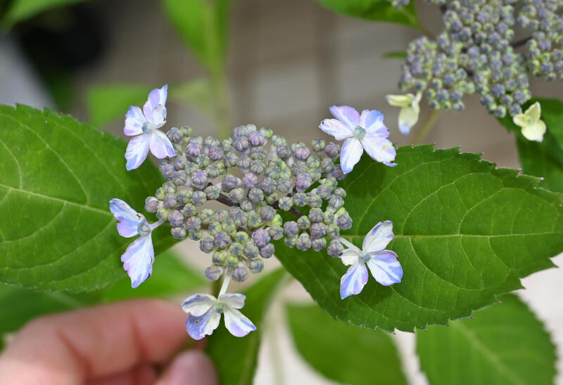 お値下げ♪白八重咲きアジサイ小苗 吉岡麗子さん生産！<BR>八重咲き！山あじさい<BR>『白富士』6号