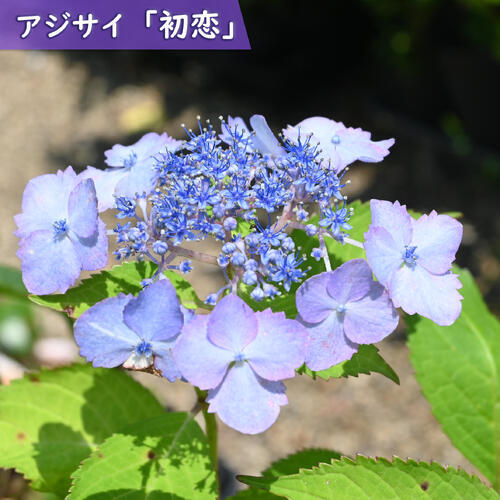 楽天市場】紫陽花 凛 八重咲きあじさい アジサイ鉢植え 2022年1月撮影