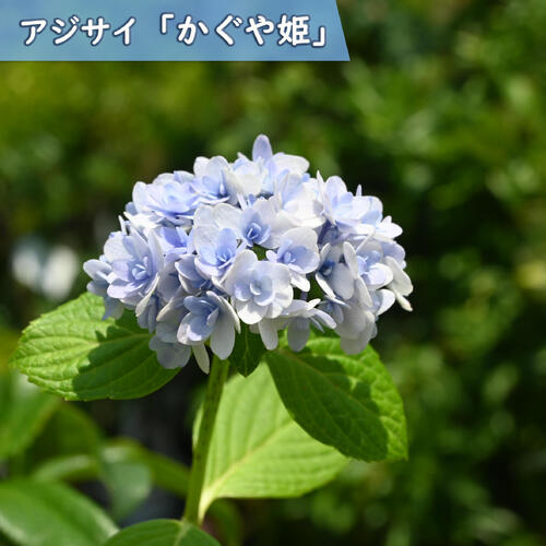 輸入アジサイ 苗 アジサイ 苗 【ガーデンアジサイ ホワイトキング】 幼苗 : 苗木