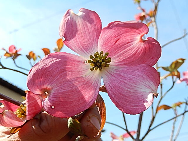 楽天市場 花水木4月に開花シンボルツリー 庭木 ハナミズキ 四本セット ハナミズキとヤマボウシ 園芸百貨店何でも揃うこぼんさい