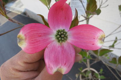 楽天市場 ハナミズキ 苗花水木21年開花 ハナミズキ 赤花シンボルツリー ハナミズキ 苗木 高さ 約１５０センチ前後の大苗です 園芸百貨店何でも揃うこぼんさい