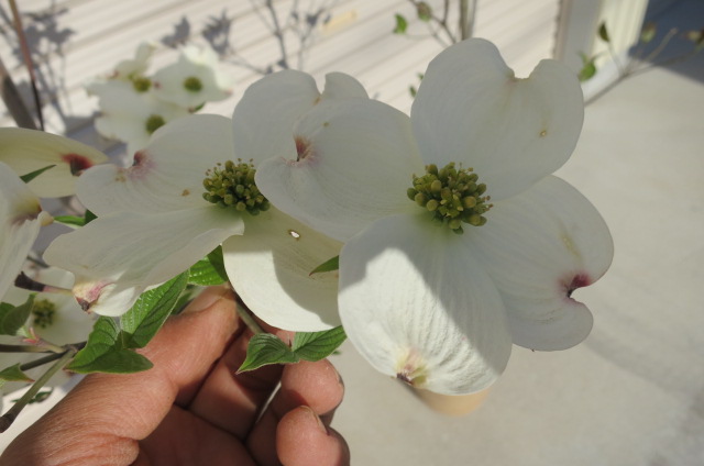 21年4月開花のハナミズキ 苗花水木ハナミズキ白花 クラウドナインシンボルツリー ハナミズキ 苗木 シンボルツリーに白のハナミズキ Pressclubvartha Com