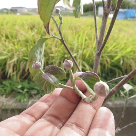 21年4月頃開花のハナミズキ自宅のシンボルツリーハナミズキ花水木シンボルツリー ハナミズキ 苗木 アメリカハナミズキピンク花 Gulbaan Com