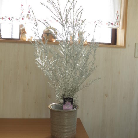 楽天市場 エレモフィラ ニベア 鉢植え エレモフィラ ニベア 園芸百貨店何でも揃うこぼんさい