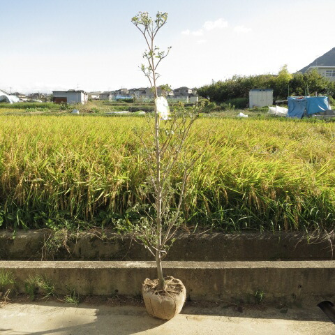 楽天市場】【現品発送】花水木（ハナミズキ）白花 株立ち K747 樹高約