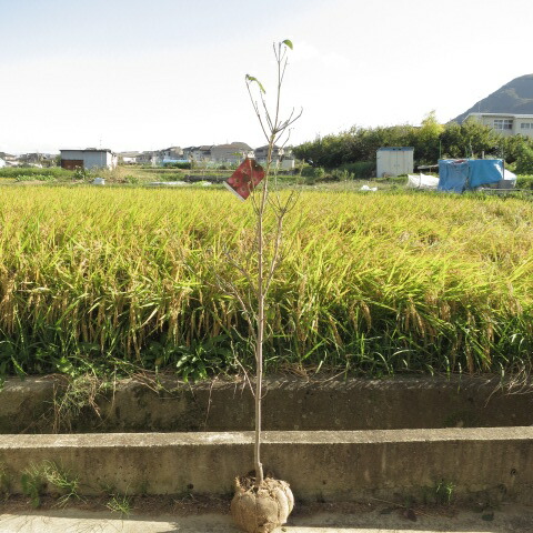 ハナミズキ苗 シンボルツリー　　 花水木　 １５０センチ前後　大苗 アカ花　寝巻苗　ハナミズキ 15,899円
