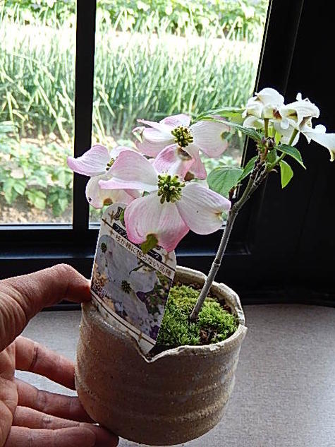 楽天市場 21年4月に開花ハナミズキミニミニ鉢植えハナミズキ紅白寄せ植え 花水木ピンクハナミズキ花水木鉢植えかわいい ハナミズキ ピンク 園芸百貨店何でも揃うこぼんさい