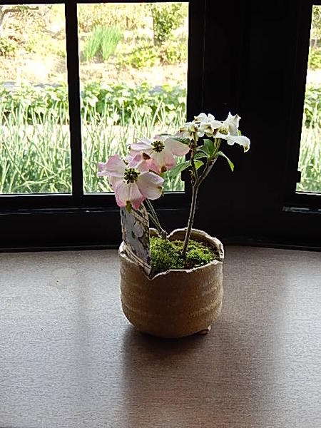 楽天市場 21年4月に開花ハナミズキミニミニ鉢植えハナミズキ紅白寄せ植え 花水木ピンクハナミズキ花水木鉢植えかわいい ハナミズキ ピンク 園芸百貨店何でも揃うこぼんさい