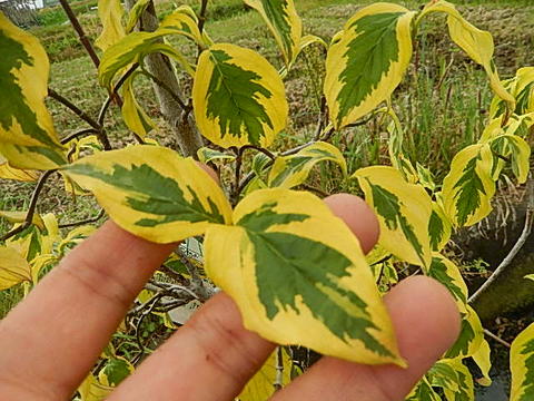 楽天市場 ハナミズキチェロサンセット開花終了しました 記念の植樹に花水木シンボルツリー ハナミズキ苗木 ハナミズキアカ花チェロキーサンセット苗斑入り 葉 園芸百貨店何でも揃うこぼんさい