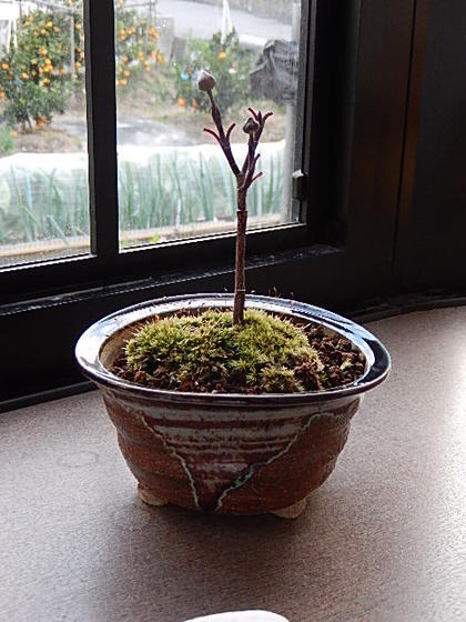 楽天市場 ハナミズキ花水木クラウドナイン ハナミズキミニ盆栽 白花 ハナミズキ 21年5月頃に開花 鉢植え 高さ１５センチの かわいいサイズです 園芸百貨店何でも揃うこぼんさい