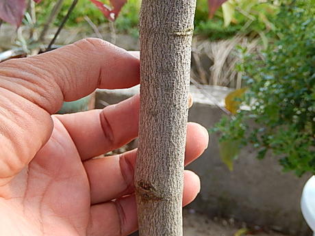 21年次4月頃盛るの ハナミズキ開華苗マーク成木 庭木 ハナミズキ 退紅色のお花 ハナミズキ大苗アメリカ花水木 Newbyresnursery Com