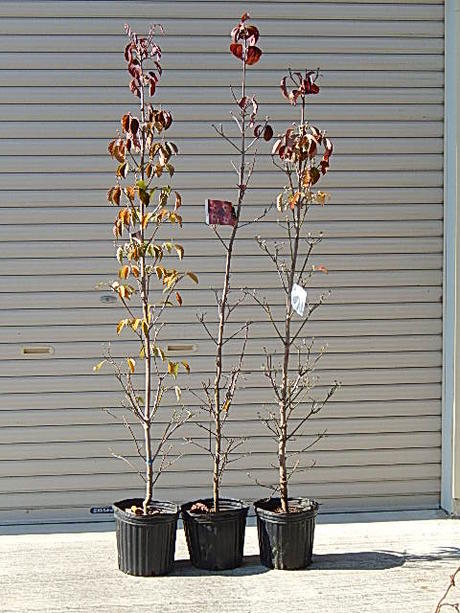 送料無料ハナミズキ苗木 ハナミズキ　　紅と白とピンクセット アメリカハナミズキ苗　 白花ハナミズキとアカハナハナミズキ　ハナミズキピンク花の3本セット ハナミズキジュニアミス ハナミズキクラウドナイン ハナミズキレッドジャイアント
